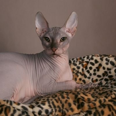 FlenirB's profile picture. A person who does not want to be identified!