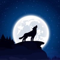 Westchester Wolf(@Westchesterwolf) 's Twitter Profile Photo