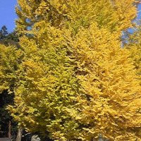 日々研鑽 (@myhome3186) 's Twitter Profile Photo