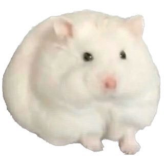 kikiさんのプロフィール画像
