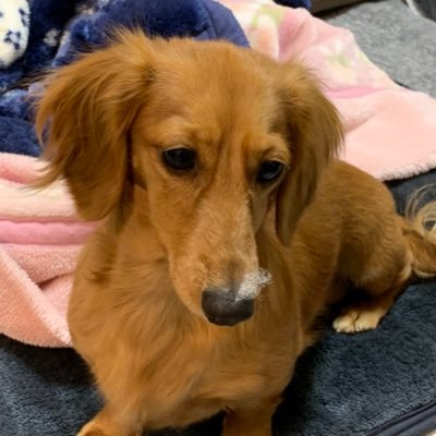 shibafu715's profile picture. 