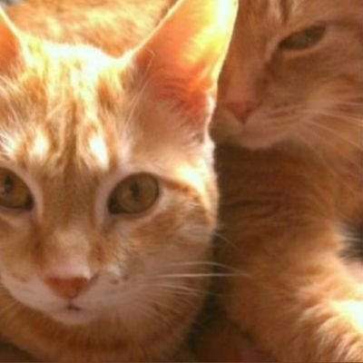 Spike: retired mischef master, now otrb

Big Oranje: cuddlemaster, shameless sapaholic.

mum: tv fan. feeder of feral cats.

#teab #gingergward Meow!  #wlf