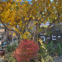 平塚中瀬珈琲店の店主🏴‍☠️ (@yunakase2022) 's Twitter Profile
