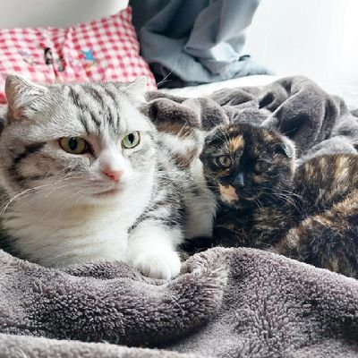 まる♂とうなぎ♀ちゃちゃ♀
多頭飼いで雑に飼われていたお家から救い出したまる🐱
保護されて飼い主が見つからず我が家へやってきたうなぎ🐱
結婚して我が家に来た野良猫出身のちゃちゃ🐱
https://t.co/3m8lS2gVWq