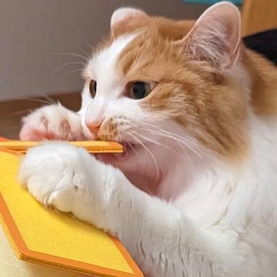 48red84's profile picture. 猫を崇めよ。
作家名は枝豆ずんだ。