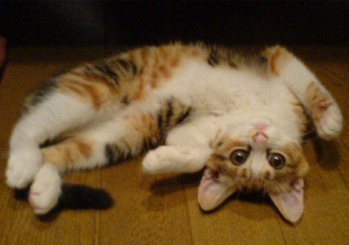 minagodzilla's profile picture. 