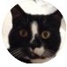 Lady Jasmine the European Cat(@JeanneBartram) 's Twitter Profile Photo