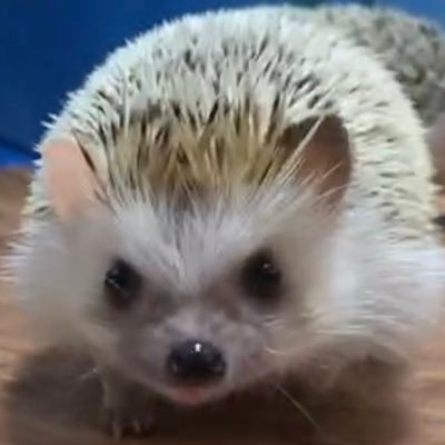 AzukiHari's profile picture. ハリネズミのいる暮らし😊ゆきみ大福♂24/5🦔お空組🌈ぽん♂（3才10ヶ月）パン♀（3才9ヶ月）ピンク♂（3才9ヶ月）まめ大福♂（2才5ヶ月）プリン♀（4才4ヶ月）ハリ飼い歴8年目よろしくお願いします🤗