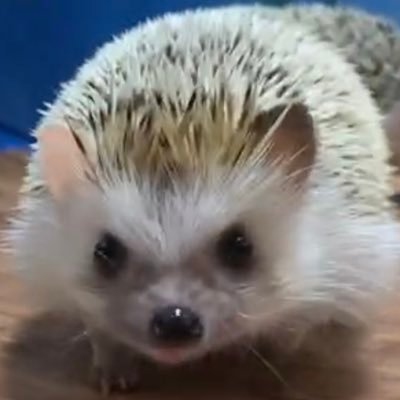 ハリネズミのいる暮らし😊 まめ大福22/10🦔プリン21/2🦔ハリ飼い歴5年。よろしくお願いします。