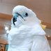 akasa@軍鶏員@🐓鳥連合🐣 (@akasa2551) Twitter profile photo akasa@軍鶏員@🐓鳥連合🐣 (@akasa2551) Twitter profile photo