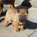 Kelli Tuck - @wrinklechops69 - Twitter