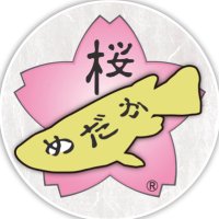 桜めだか🌸神戸のメダカ専門店🌸(@medaka_sakura) 's Twitter Profile Photo
