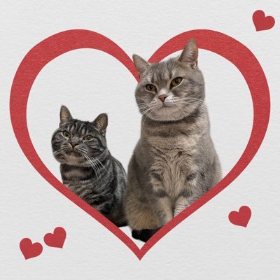 YUPPI5731's profile picture. くるみ（アメショ）→ツンデレお嬢様🐈‍⬛ みんと（マンチカン）→超甘えん坊のぼくっ子🐾 らすく（キジトラ）→何よりなでなでが好き💕 1人と3匹暮し中🏙 ISFJ-T👩‍⚕️