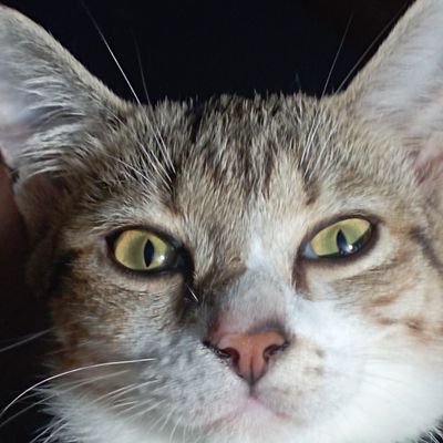 YindiNay's profile picture. ติดเกาะ