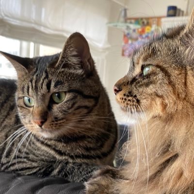 pallidum_mister's profile picture. 🇹🇭🇰🇷🇹🇼🇨🇳🇯🇵BL💕20↑成人済/ 色々なネタを日常を含めてつぶやきますTharnType、千星、KinPorsche、逆愛は殿堂入り。最近は大陸BLドラマにハマり、原作まで読み漁っております