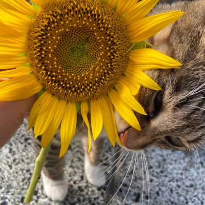 nonai274's profile picture. 