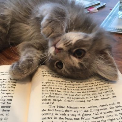 lokiria_luna's profile picture. 猫猫猫