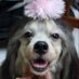 BrownChichi (@brown_chichi3) Twitter profile photo BrownChichi (@brown_chichi3) Twitter profile photo