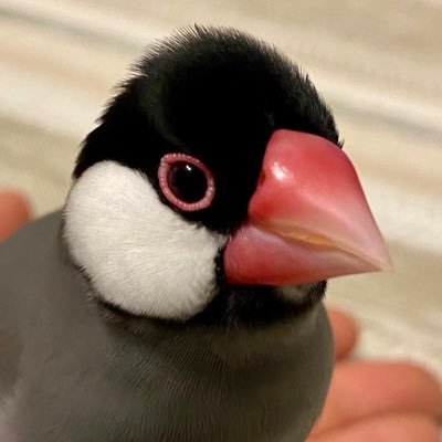 2019年10月生まれの桜文鳥プリンの成長・日常の記録です。どうぞよろしく🐤 鳥飼いさん達のツイートを参考にさせていただいています。無言フォロー失礼いたします。