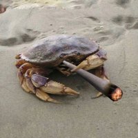 Crab Smoking a Joint🇵🇸(@smoking_crab) 's Twitter Profile Photo
