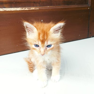 Elohim_giborr's profile picture. Just an ordinary man