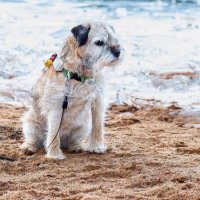 Ella-borderterrier (@eborderterrier) 's Twitter Profile