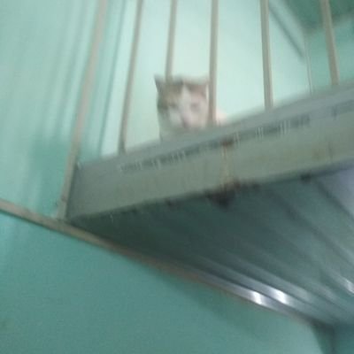 ToanQuang2's profile picture. 50 years old , loves animals , friendly with everyone . I am the father of two cute and mischievous cats . https://t.co/gSJZEW7nlU