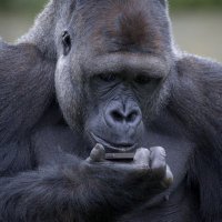 Counter Nature ๐ฆ (@counternature) 's Twitter Profile