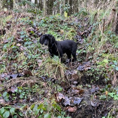 andybev13's profile picture. Dog loving, ale drinking, veg growing country boy