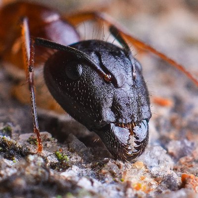 Professional Photographer | Macro and wildlife | NFT Artist | Featured in Nikonindiaofficial | Nikonmea | Keralite |
Opensea : https://t.co/OY7zeSdiOQ