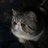 knuffnuff's profile image