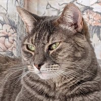 Deb 🌊 🇺🇸 🇺🇦 🏎️ 🐈 🐘(@booniquee) 's Twitter Profile Photo