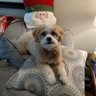Melinthehammer's profile picture. I am 4 🌼I like cookies🌼squeak toys🌼🐾🐾