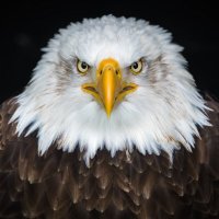 Peep (@angryavians) 's Twitter Profile