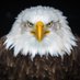 Peep (@angryavians) Twitter profile photo Peep (@angryavians) Twitter profile photo