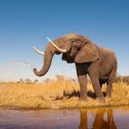 I like to follow the latest info on nature, business, marketing and finance.  I love elephants!