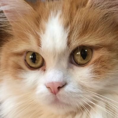 ディズニーマニアの猫好きです🐈実家暮らしでノルウェージャンフォレストキャット♂12歳の「ラテ」愛猫がおります💕現在尿結石は治療が落ち着き、ダイエット中🤣主のぱすてるはメダカ飼育・MMORPG等が趣味🥰ほぼ夜中に出没🌙✨✨基本DM❌エロ系❌副業・勧誘❌宗教❌です💦#猫好き #まじゅらー #メダカ