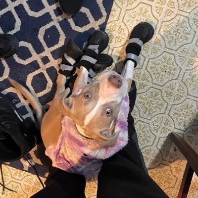 Enzo_o63's profile picture. My car is prettier then most of the people in this world 🌎
Part of The Club at https://t.co/cGL7QLTvfZ