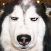 Huskydog (@curthoser) 's Twitter Profile