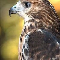ss🌹hm (@abdullah7877765) 's Twitter Profile
