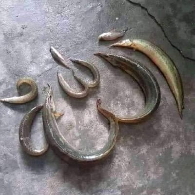 Mohamma52990434's profile picture. Gahtkopar