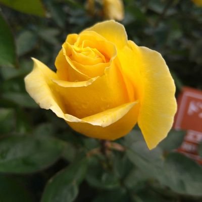 はるか昔に成人済。昭和の人。中華ドラマ沼に落ちました。今は🏔️。ブロマンス好き。無言フォローお許し下さい。考察とかはいたしません。超絶人見知り。いつでも低浮上。テキトーで申し訳ない。軽率にイイネ♥️してます。
https://t.co/1BdTIEa7or