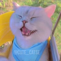 CUTE CAT(@cute_catse) 's Twitter Profile Photo