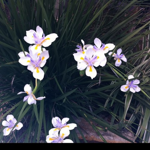 luckilis's profile picture. 