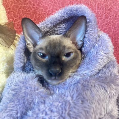 li03487534's profile picture. 