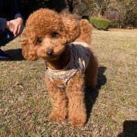 YմƘɑɾí 🪼 (@___sy0816) 's Twitter Profile