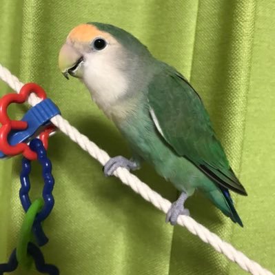 Twitterの世界に触れて衝撃を受ける日々😱動植物大好き💖コザクラ♀飼い🦜伝統工芸品やアート作品に心がときめきます💕INFP🌿分子栄養学勉強中💊元臨床工学技士🏥無言フォローをお許しください😌