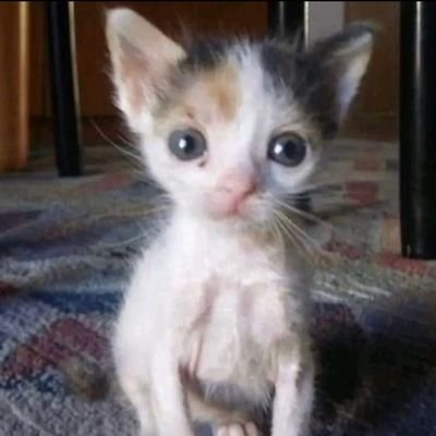 cloudii_c's profile picture. my tiktok is @/zeffyweffy im only active there. um um umm im CEO of phonepad and hostcule... and i dont think mephoen n mepad are related dont think im a freak