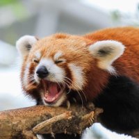 Daily Red Pandas (@dailyredpandas) 's Twitter Profile