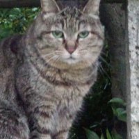 さら（はむ） (@xxsara86xx) 's Twitter Profile Photo